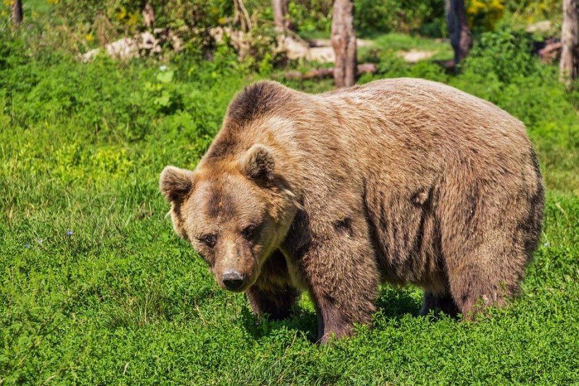 Как да реагираме, ако ни срещне с мечка? На теория