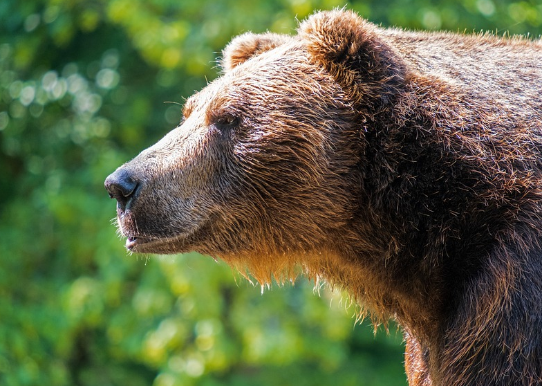 Дива мечка нахапа жена в района на Парка за танцуващи