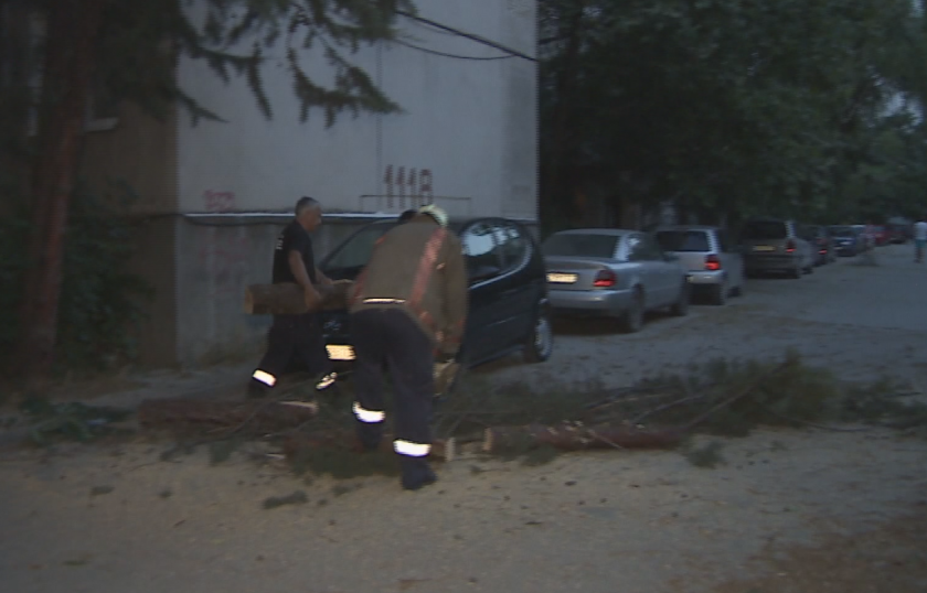 Огромен бор падна между две коли в пловдивския район Южен.Инцидентът