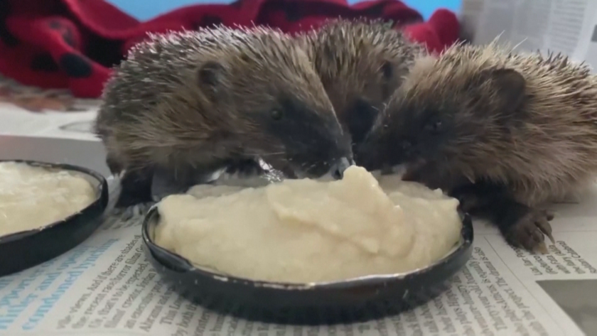 Запознайте се с Минди, Арагорн и Гимли - и не