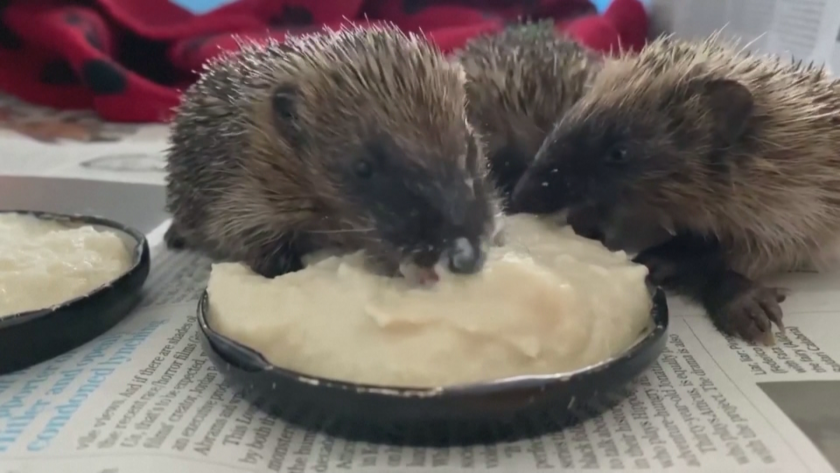 Минди, Арагорн и Гимли са спасени таралежи от специализиран ветеринарен