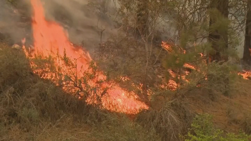 Голям пожар гори в борова гора в района на Твърдица.В