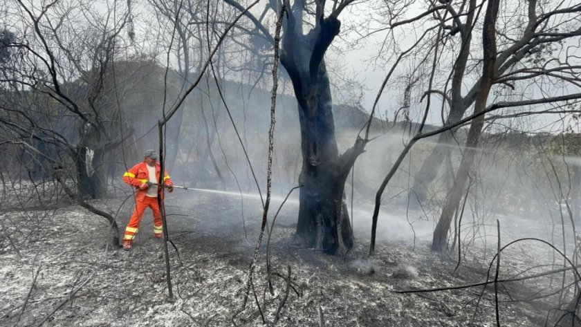 Извънредно положение заради горски пожари е обявено на остров Сардиния.