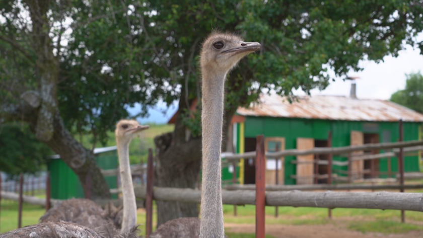Как се дресира щраус? И как с помощта на зелената