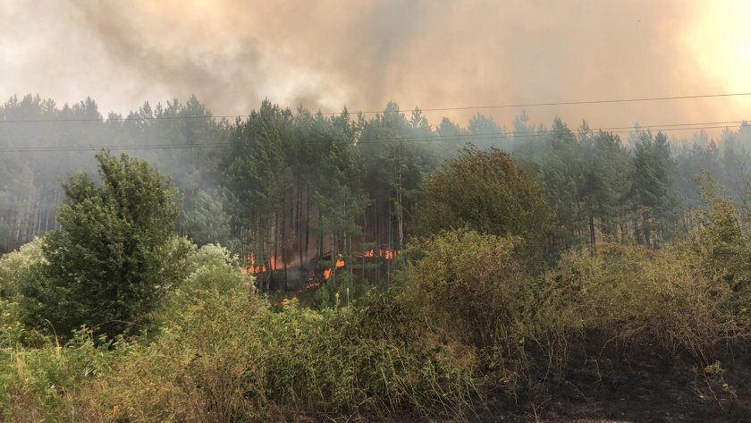 Пожар бушува в гората над Перник. На място са екипи