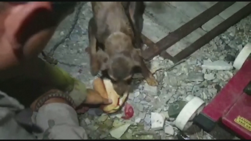 В турската провинция Мугла служители на жандармерията спасиха кучешко семейство