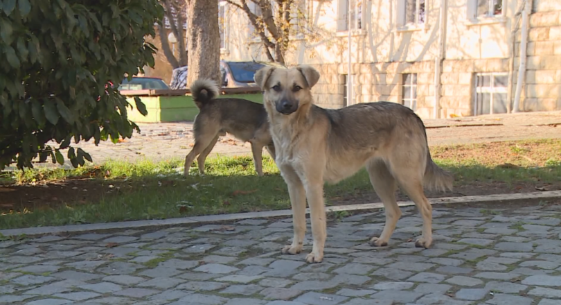 глутници бездомни кучета обикалят кварталите благоевград