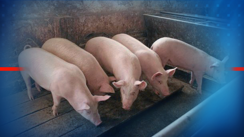 Във връзка с обявеното огнище на Африканска чума по свинете