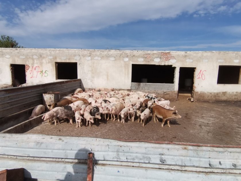 Свиневъдите в България настояват за спешна работна среща с премиера