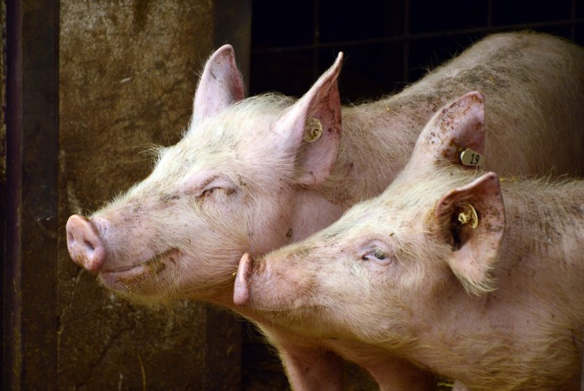 откриха огнище чума свинете ферма пазарджишкото село априлци