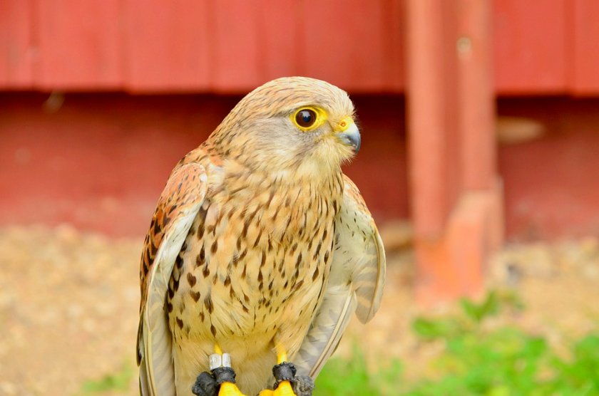 10 спасени керкенези полетяха свободно в подножието на Кремиковския манастир