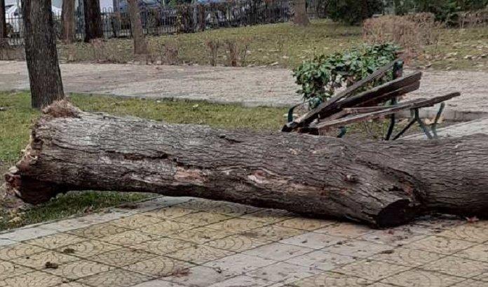 голямо дърво падна пейка пловдивски парк