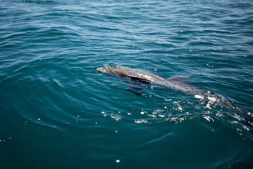 хиляди делфини биват избити ден европейски води
