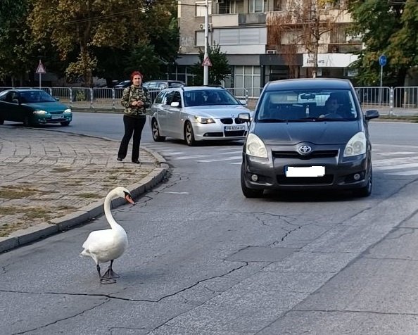Жители на Пловдив ни сигнализираха, че са спасили лебед, излязъл