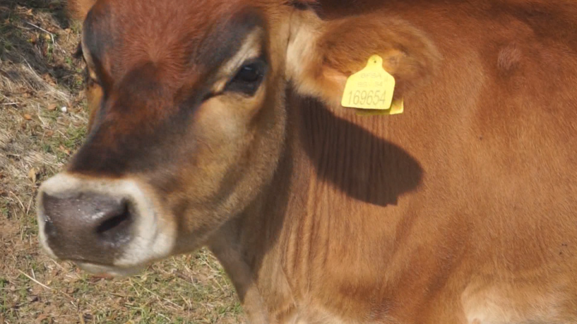 Оказва се, че в България вече и кравите имат нужда