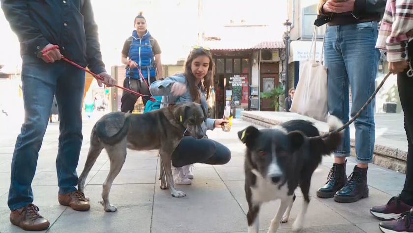 кафе пловдивския квартал капана посетителите осиновят куче