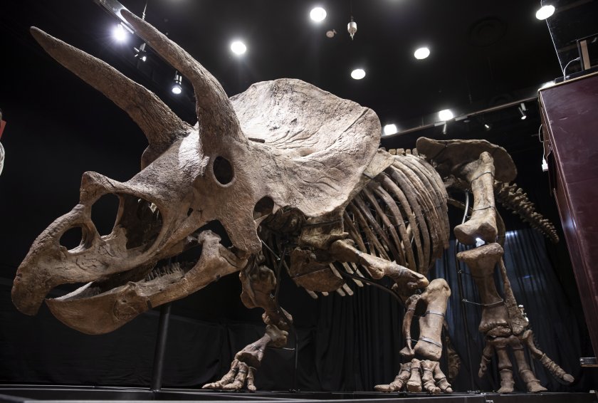 Продадоха скелета на най-големия тревопасен динозавър на търг в Париж
