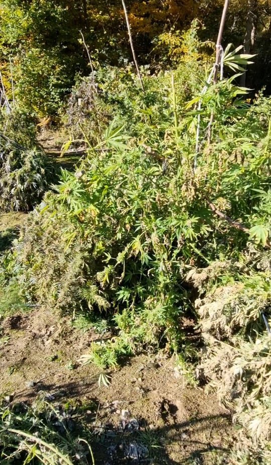Над 1.5 т. канабис са изкоренени и унищожени в района