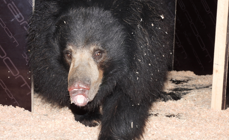 Бърнестата мечка Шрея е новият обитател на Софийския зоопарк.Тя пристигна