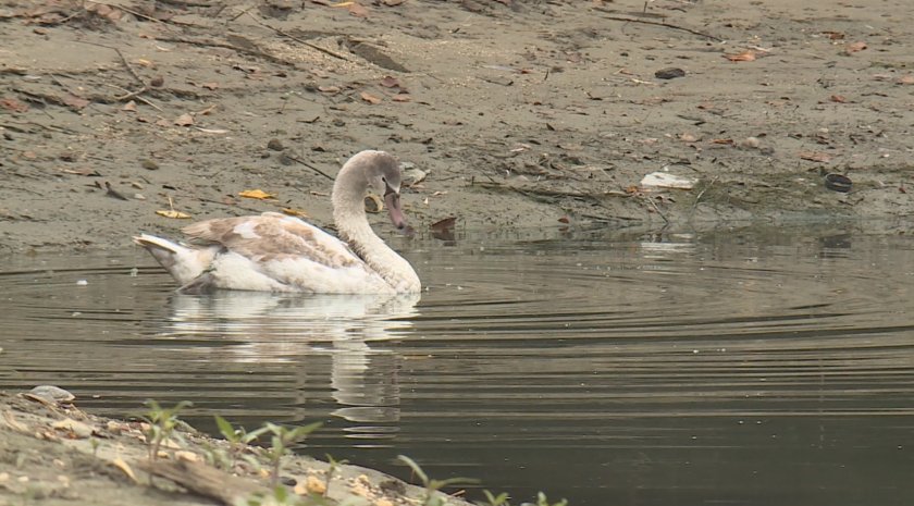 Бедстващ лебед край Русе беше спасен със съдействието на екипа
