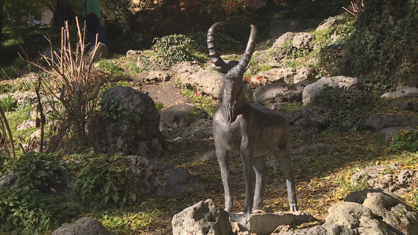 Възстановиха статуята на късметлийското козле във Варна