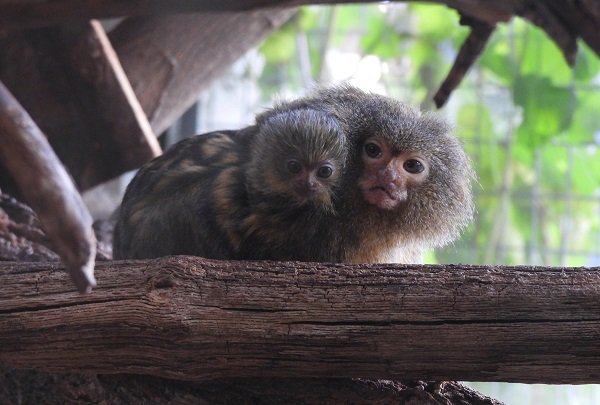 Двойката мармозетки – джуджета в сектор Примати на Столичния зоопарк