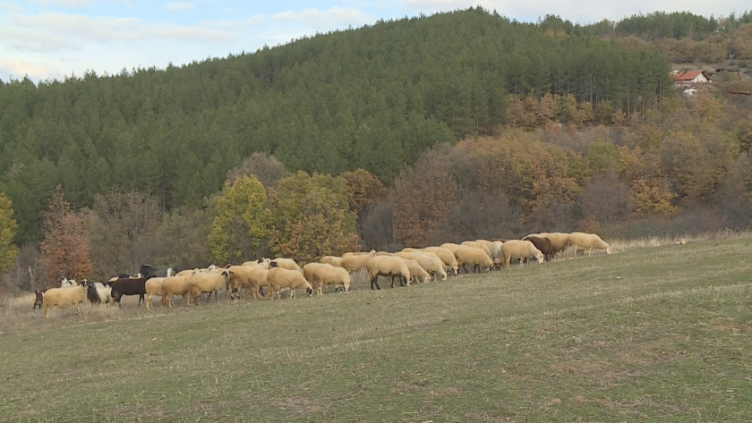 Жители на благоевградски села са притеснени заради вълци, които нападат