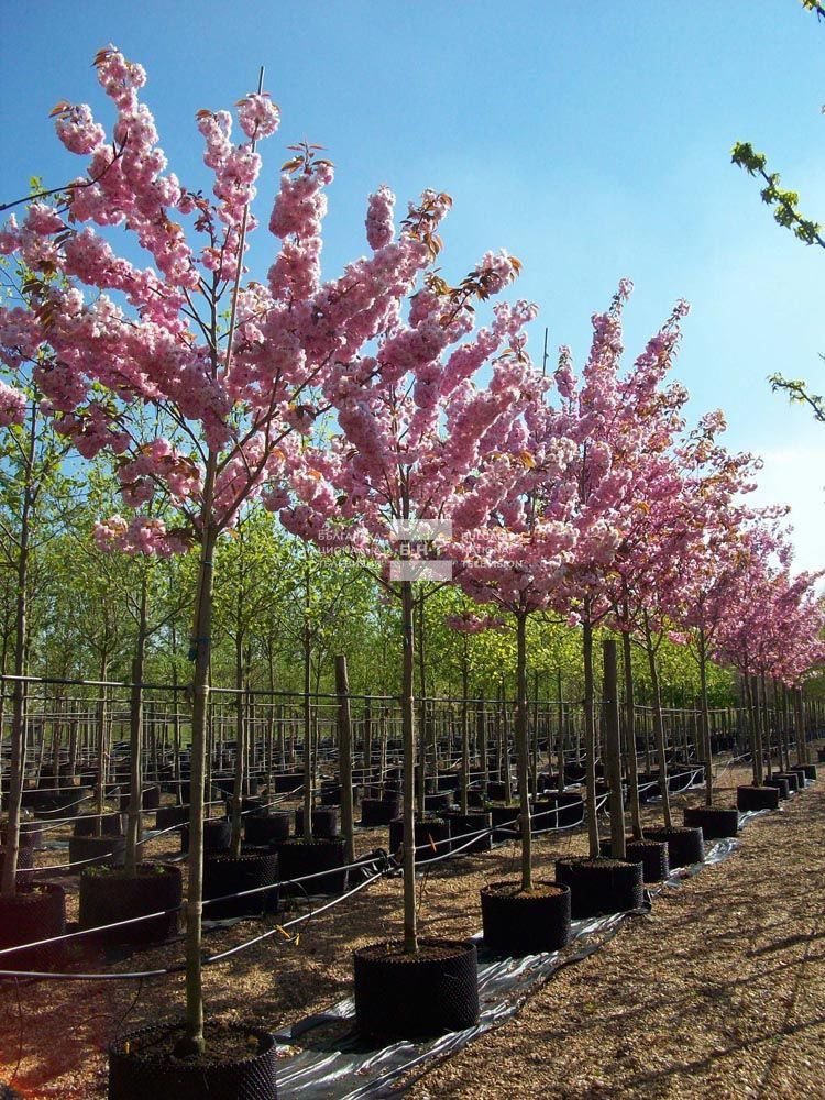 японски вишни заменят болни опасни дървета благоевград