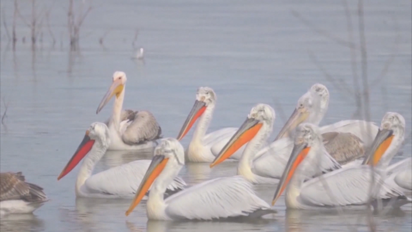 Ограда в резервата "Сребърна" пази пеликаните от хищници