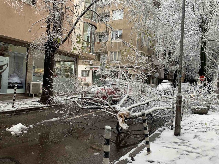 35 са сигналите за паднали дървета в София заради снега