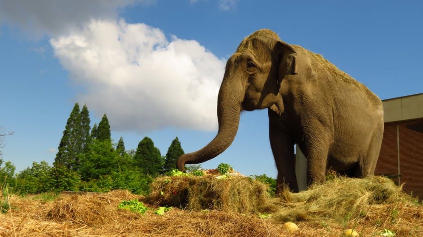 почина слоницата артайда столичния зоопарк