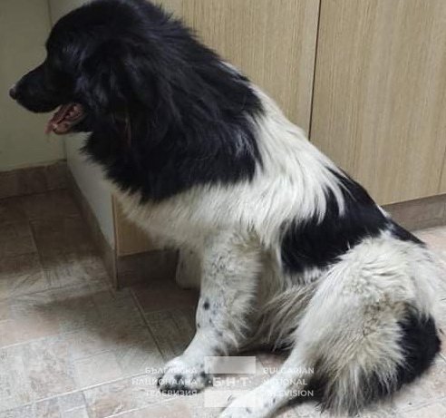Полицията в Пазарджик разследва случай за умишлено прегазване на куче.Жестокостта