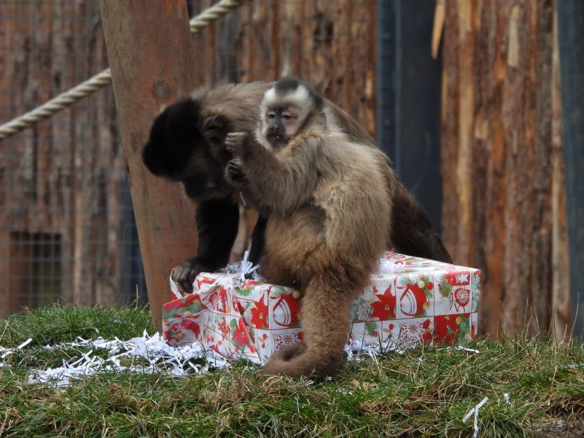 Лакомства за Коледа в Софийския зоопарк (Снимки)