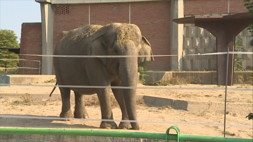 Спомен за слоницата Артайда - символ на столичния зоопарк