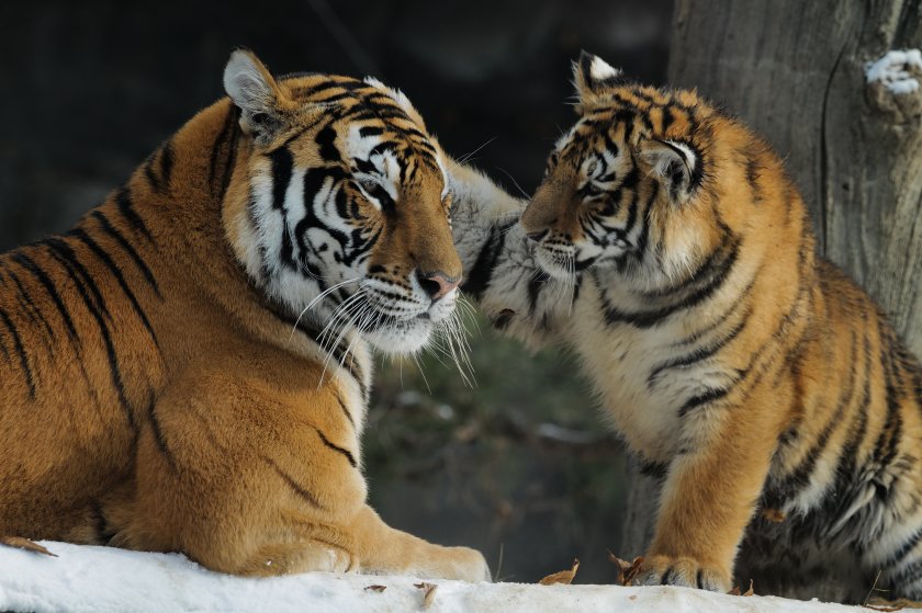 Семейство тигри се радва на снега в парк в Южна