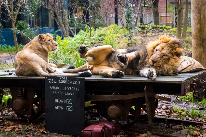 Новата година за животните в зоопарк в Лондон започна със