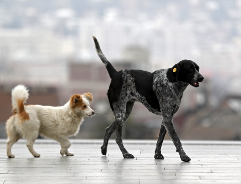 Спецотряд помага на уплашените от фойерверки животни във Варшава.Специален отряд