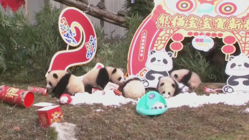 20 бебета панди направиха първата си публична поява в база