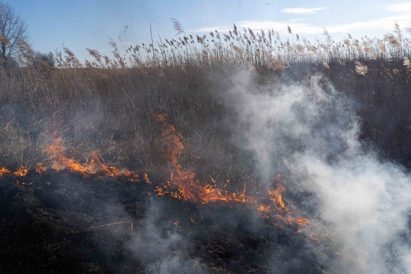 пожар изгорил дка тръстики дуранкулашкото езеро алармират природозащитници снимки