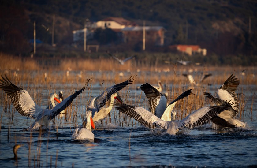 Пеликани над Дойранското езеро (Снимки)