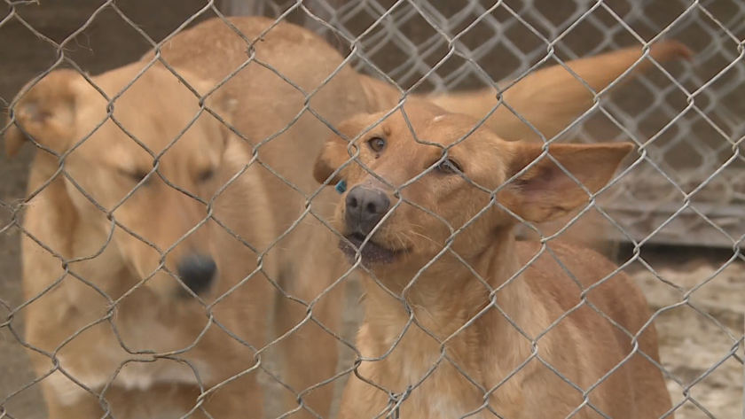 Отчитат повишен интерес към осиновяването на домашен любимец в Русе