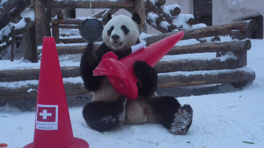 Днес се откриват Зимните Олимпийски игри в Пекин. Две панди