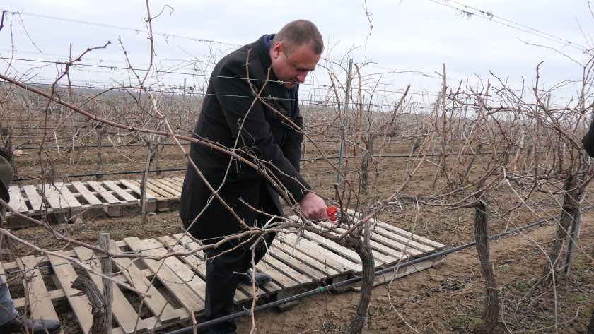 иван иванов лозаро винарският сектор приоритет министерството земеделието
