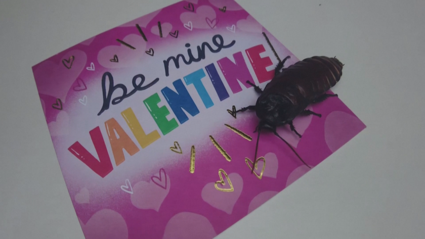 В деня на Свети Валентин зоопарк в Англия предлага нетрадиционен