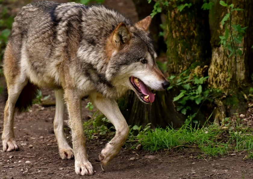 Мъжкият вълк в зоопарка, разположен в лесопарка Кенана край Хасково,