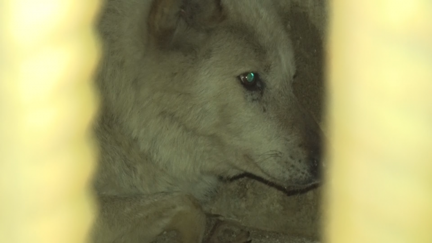 Вълкът, който преди 2 дни избяга от хасковския зоопарк, бе