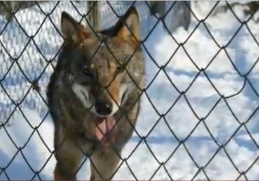 Вълкът, който преди 2 дни избяга от хасковския зоопарк, беше