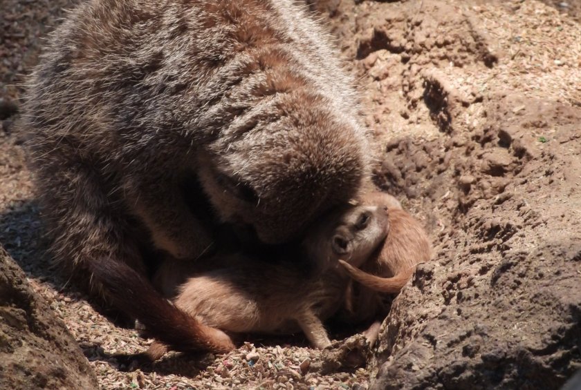 бебета суриканти родиха софийския зоопарк снимки