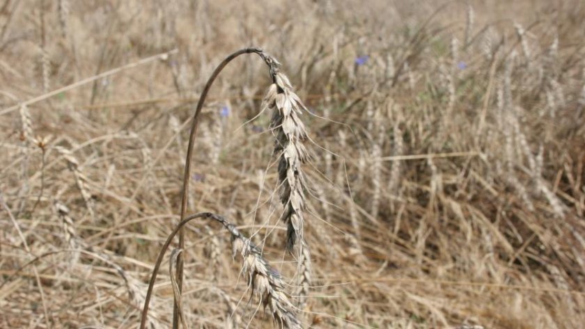 Няма риск България да остане без зърно, гарантира днес земеделският
