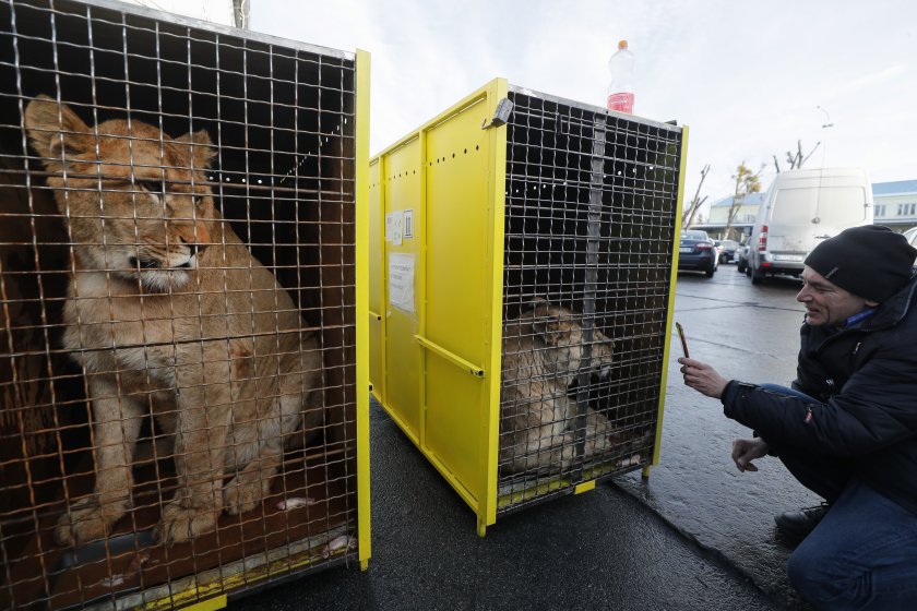 Евакуираха шест лъва и шест тигъра от Украйна в Полша